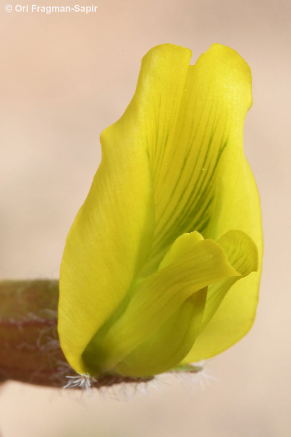 Astragalus dactylocarpus S Israel,  S Negev, Meishar Astragalus dactylocarpus,Geotagged,Israel,Winter
