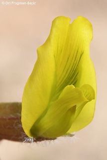 Astragalus dactylocarpus S Israel,  S Negev, Meishar Astragalus dactylocarpus,Geotagged,Israel,Winter