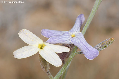 Farsetia aegyptia S Israel,  S Negev, Meishar Farsetia aegyptia,Geotagged,Israel,Winter
