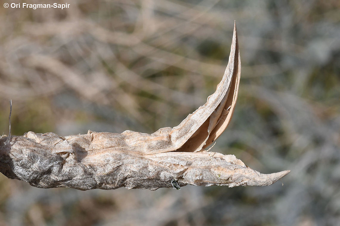 Astragalus dactylocarpus S Israel,  S Negev, Meishar Astragalus dactylocarpus,Geotagged,Israel,Winter