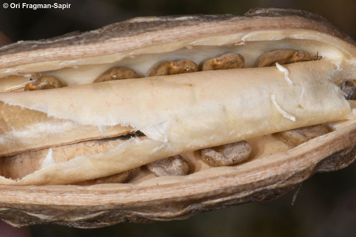 Astragalus dactylocarpus S Israel,  S Negev, Meishar Astragalus dactylocarpus,Geotagged,Israel,Winter