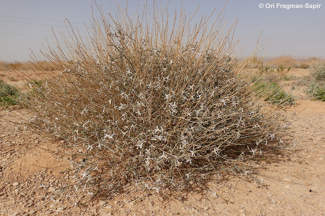 Farsetia aegyptia S Israel, S Negev, Meishar Farsetia aegyptia,Geotagged,Israel,Winter