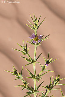 Fagonia arabica S Israel, N Seher sands Fagonia arabica,Geotagged,Israel,Winter