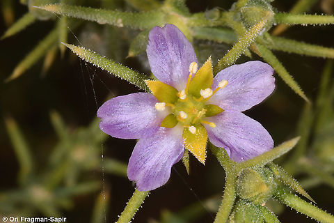 Fagonia arabica S Israel, N Seher sands Fagonia arabica,Geotagged,Israel,Winter