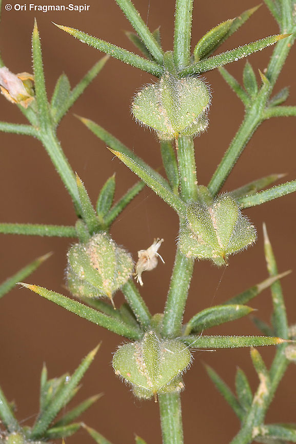 Fagonia arabica S Israel, N Seher sands Fagonia arabica,Geotagged,Israel,Winter