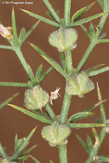 Fagonia arabica S Israel, N Seher sands Fagonia arabica,Geotagged,Israel,Winter