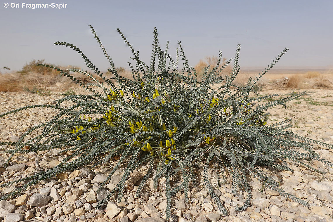 Astragalus dactylocarpus S Israel, S Negev, Meishar Astragalus dactylocarpus,Geotagged,Israel,Winter