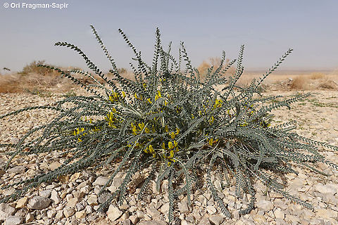 Astragalus dactylocarpus