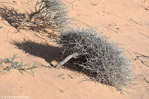 Convolvulus lanatus S Israel, N Seher sands Convolvulus lanatus,Geotagged,Israel,Winter
