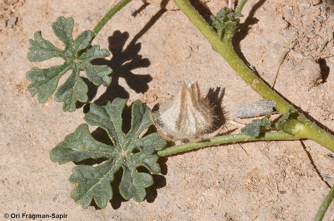 Althaea ludwigii  Althaea ludwigii,Geotagged,Israel,Winter