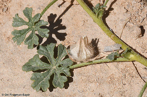 Althaea ludwigii  Althaea ludwigii,Geotagged,Israel,Winter