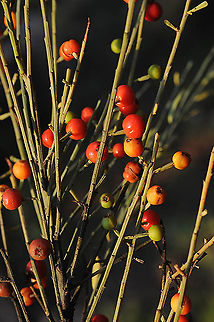 Osyris alba  Geotagged,Israel,Osyris alba,Winter