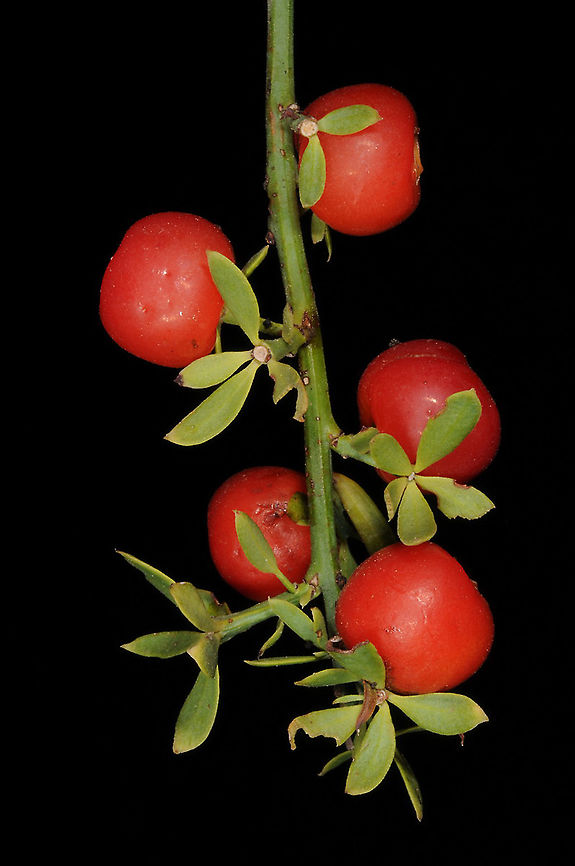 Osyris alba  Geotagged,Israel,Osyris alba,Summer
