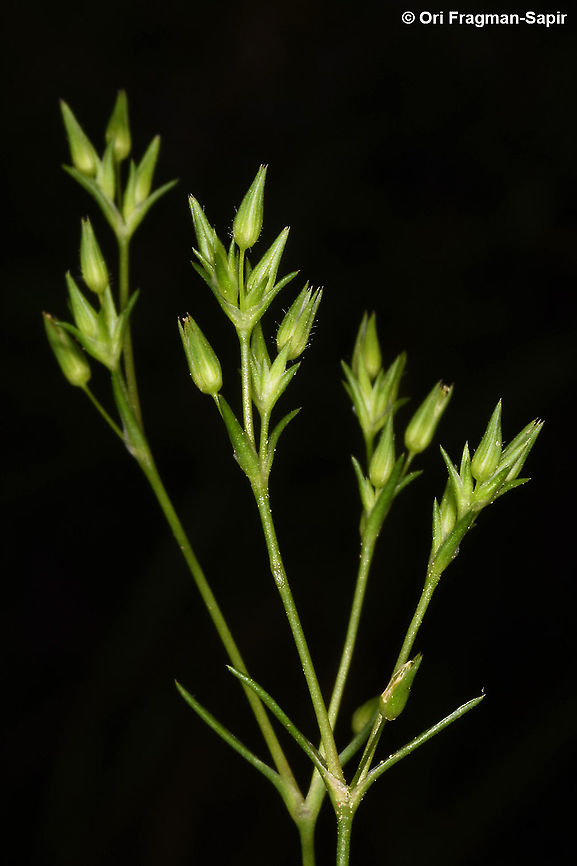 Minuartia mediterranean  Geotagged,Israel,Minuartia mediterranea,Minuartia mediterranean,Winter