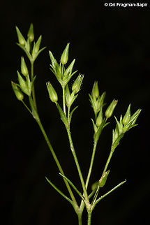 Minuartia mediterranea