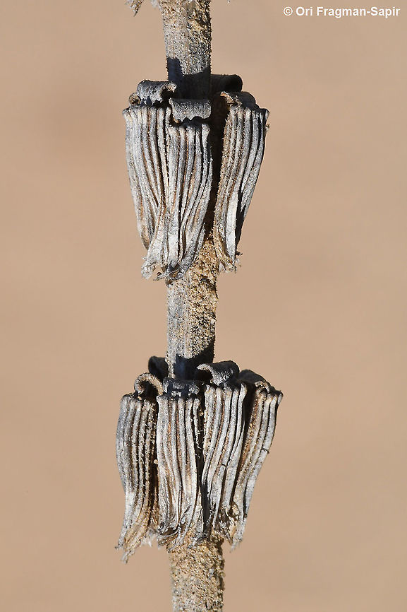 Salvia viridis  Geotagged,Israel,Salvia viridis,Winter