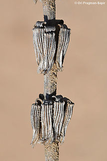 Salvia viridis  Geotagged,Israel,Salvia viridis,Winter