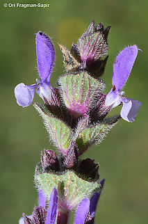 Salvia viridis  Geotagged,Israel,Salvia viridis,Winter