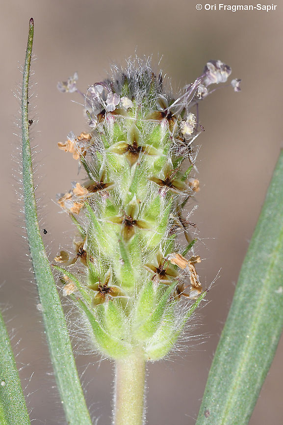 Plantago bellardi  Geotagged,Israel,Plantago bellardi,Winter