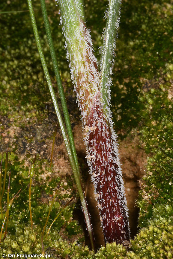 Allium papillare  Allium papillare,Geotagged,Israel,Winter