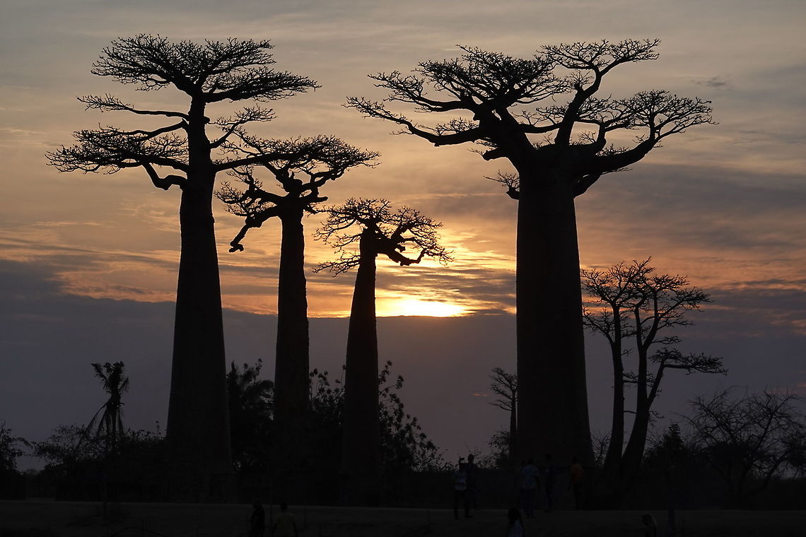 Adansonia grandidieri W Madagascar, Baobab forests near Morondava Adansonia grandidieri,Geotagged,Madagascar,Spring