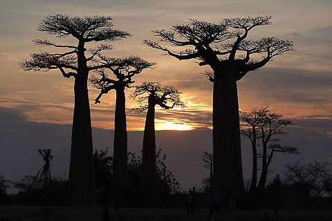Adansonia grandidieri W Madagascar, Baobab forests near Morondava Adansonia grandidieri,Geotagged,Madagascar,Spring