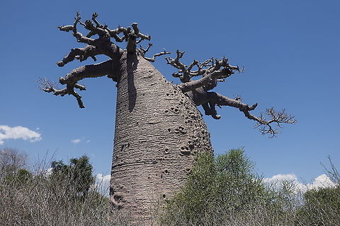 Adansonia grandidieri  Adansonia grandidieri,Geotagged,Madagascar,Spring