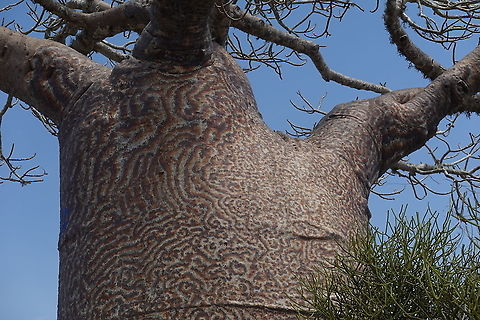 Adansonia grandidieri W Madagascar Adansonia grandidieri,Geotagged,Madagascar,Spring