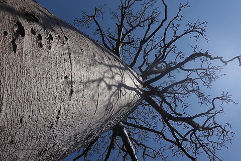 Adansonia grandidieri  Adansonia grandidieri,Geotagged,Madagascar,Spring