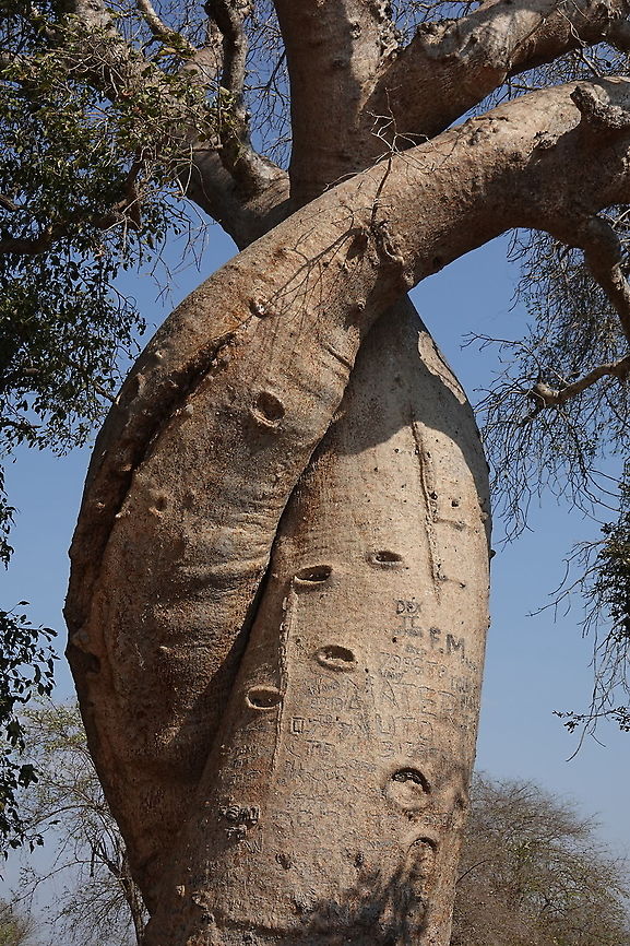 Adansonia grandidieri W Madagascar, Baobab forests near Morondava Adansonia grandidieri,Geotagged,Madagascar,Spring