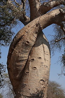 Adansonia grandidieri W Madagascar, Baobab forests near Morondava Adansonia grandidieri,Geotagged,Madagascar,Spring