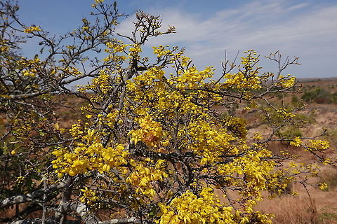 Acridocarpus excelsus Madagascar, E of Morondava Acridocarpus excelsus,Geotagged,Madagascar,Spring