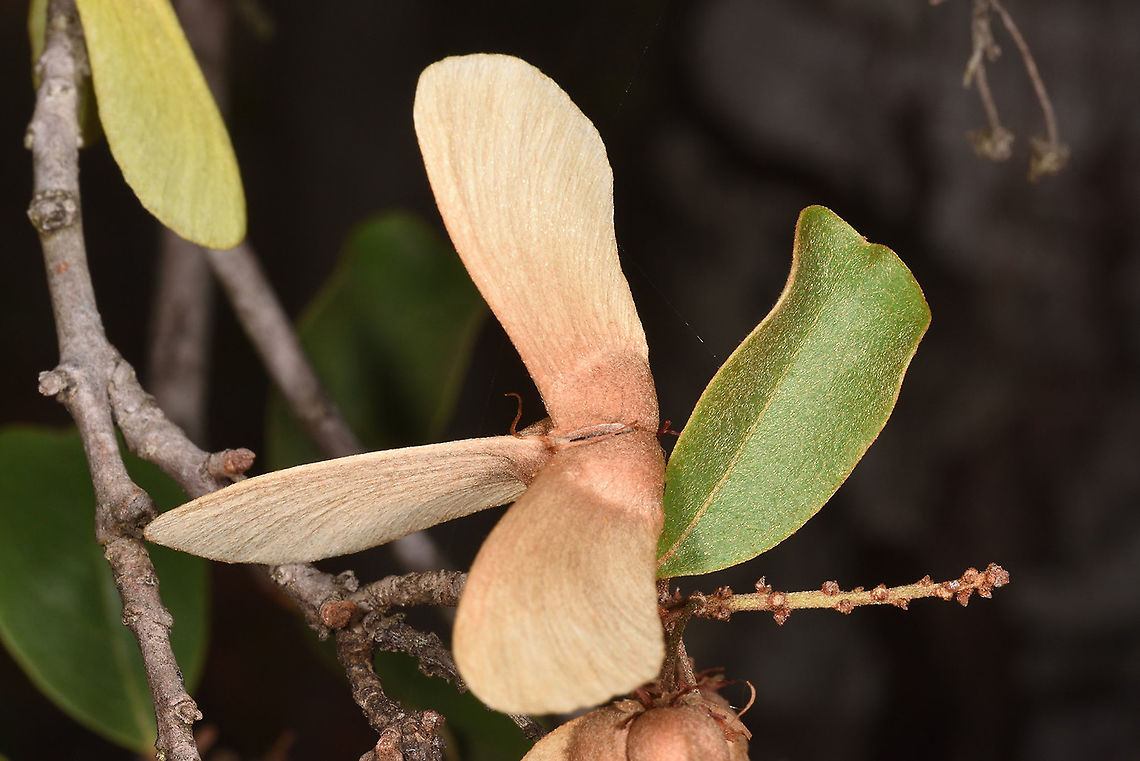 Acridocarpus excelsus Madagascar, Bekopaka Acridocarpus excelsus,Geotagged,Madagascar,Spring