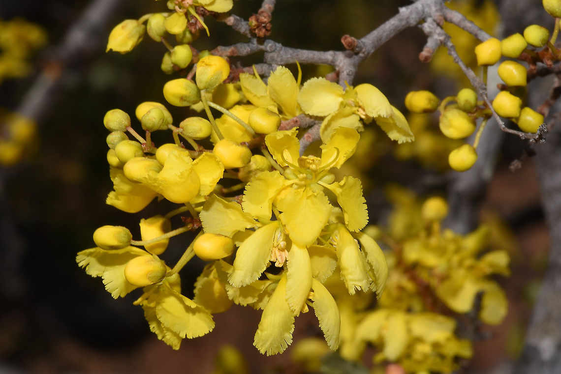Acridocarpus excelsus Madagascar, E of Morondava Acridocarpus excelsus,Geotagged,Madagascar,Spring