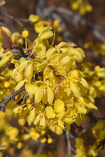 Acridocarpus excelsus Madagascar, E of Morondava Acridocarpus excelsus,Geotagged,Madagascar,Spring