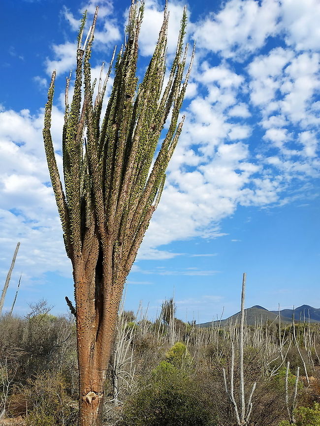 Alluaudia ascendens  Alluaudia ascendens,Geotagged,Madagascar,Spring