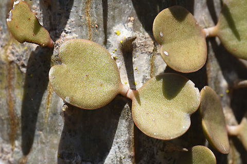 Alluaudia ascendens Madagascar, Berenty Alluaudia ascendens,Geotagged,Madagascar,Spring