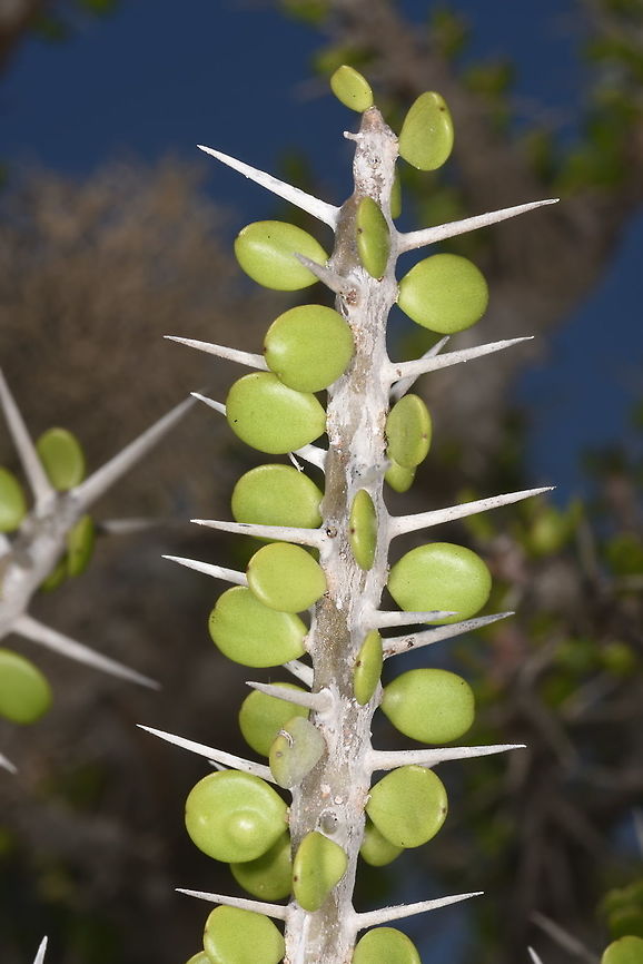 Alluaudia comosa W Madagascar Alluaudia comosa,Geotagged,Madagascar,Spring