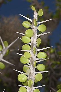 Alluaudia comosa W Madagascar Alluaudia comosa,Geotagged,Madagascar,Spring