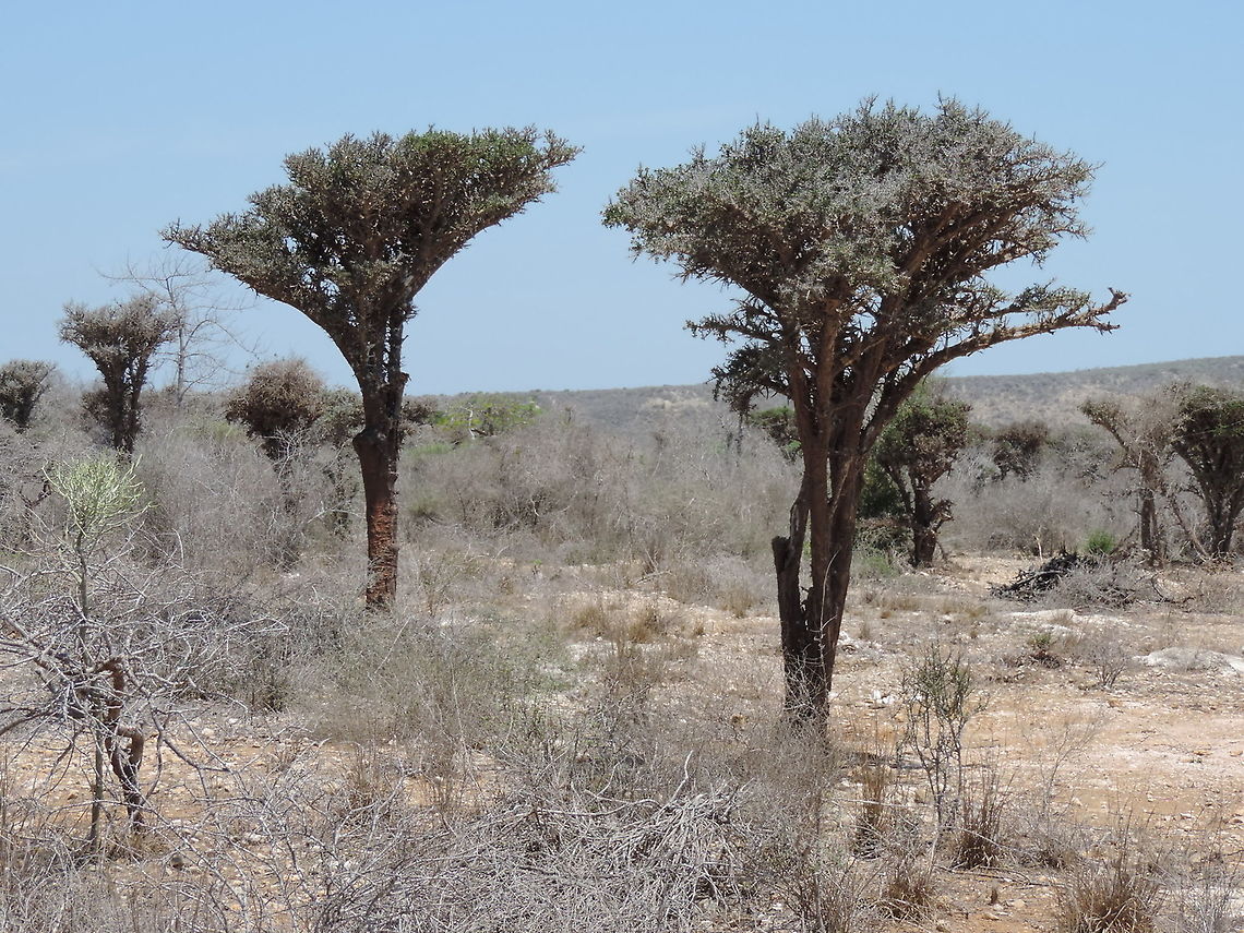 Alluaudia comosa  Alluaudia comosa,Geotagged,Madagascar,Spring