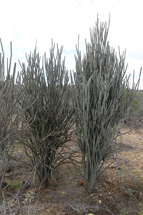 Alluaudia dumosa Madagascar, road to Berenty Alluaudia dumosa,Geotagged,Madagascar,Spring