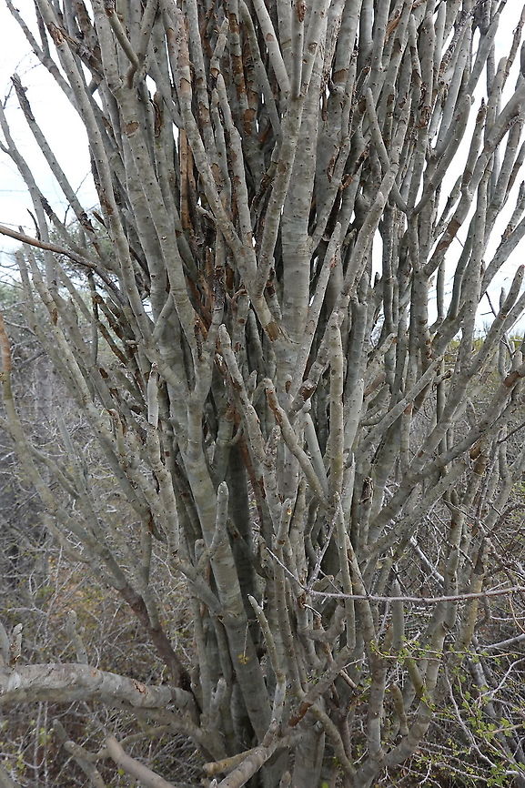 Alluaudia dumosa Madagascar, road to Berenty Alluaudia dumosa,Geotagged,Madagascar,Spring