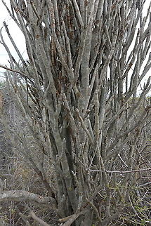 Alluaudia dumosa Madagascar, road to Berenty Alluaudia dumosa,Geotagged,Madagascar,Spring