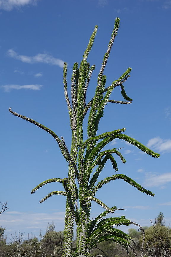 Alluaudia procera Madagascar, road to Berenty Alluaudia procera,Geotagged,Madagascar,Madagascar ocotillo,Spring