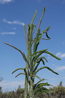 Alluaudia procera Madagascar, road to Berenty Alluaudia procera,Geotagged,Madagascar,Madagascar ocotillo,Spring