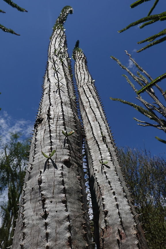 Alluaudia procera Madagascar, Berenty Alluaudia procera,Geotagged,Madagascar,Madagascar ocotillo,Spring