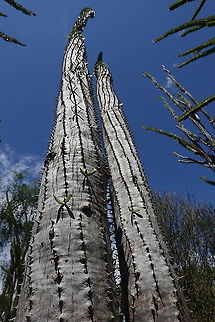Alluaudia procera Madagascar, Berenty Alluaudia procera,Geotagged,Madagascar,Madagascar ocotillo,Spring