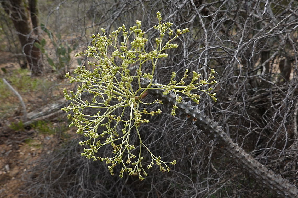 Alluaudia procera Madagascar, road to Berenty Alluaudia procera,Geotagged,Madagascar,Madagascar ocotillo,Spring