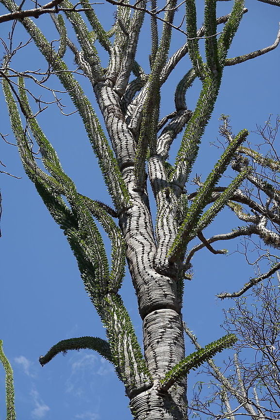 Alluaudia procera Madagascar, Berenty Alluaudia procera,Geotagged,Madagascar,Madagascar ocotillo,Spring