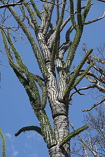 Alluaudia procera Madagascar, Berenty Alluaudia procera,Geotagged,Madagascar,Madagascar ocotillo,Spring
